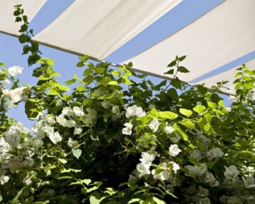 The terrace — 4